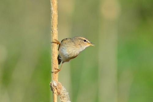 Dusky Warbler