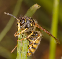 Dolichovespula norwegica