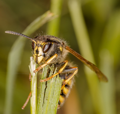 Dolichovespula norwegica