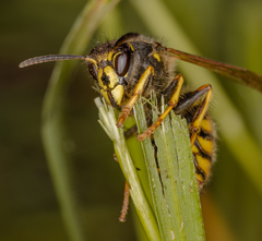 Dolichovespula norwegica