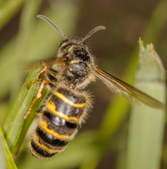 Dolichovespula norwegica