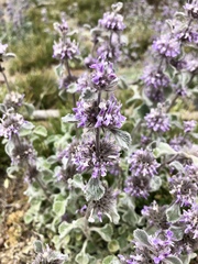 Marrubium supinum