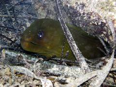 Gymnothorax funebris