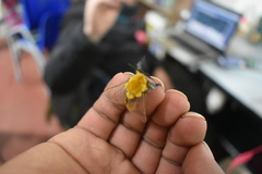 Megalopyge trossula