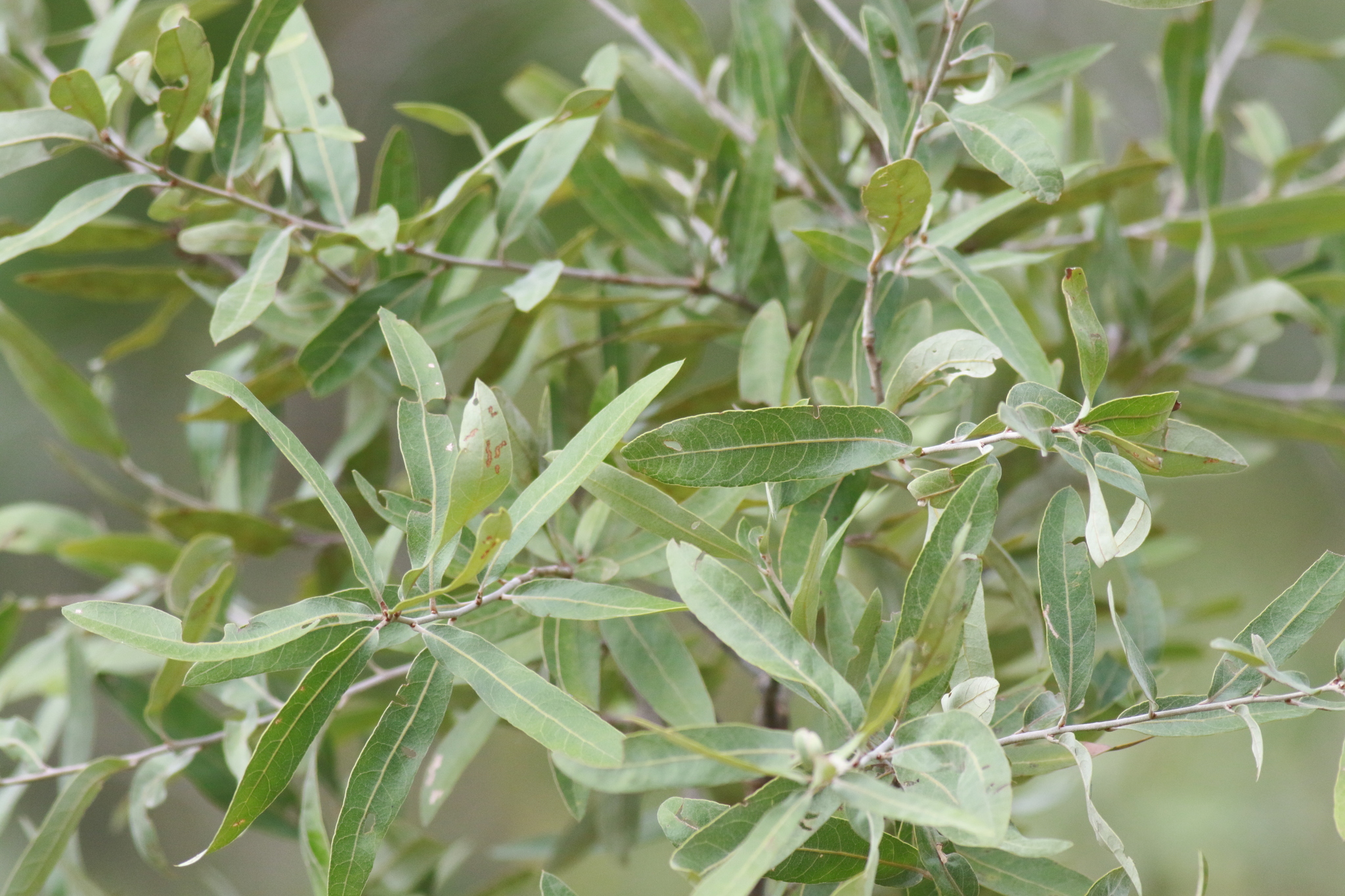 Quercus incana