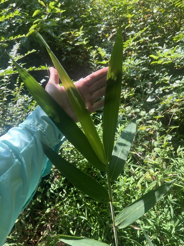 Tallapoosa Cane (Arundinaria alabamensis)