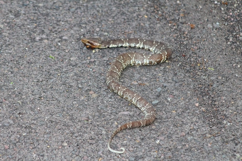Mexican Cantil