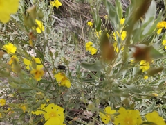 Cistus halimifolius