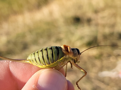 Western Saddle Bush-cricket, 84340 Beaumont-du-Ventoux, France, photo 6 of 10
