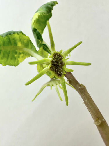 Dorstenia mannii