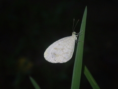 Leptosia nina niobe