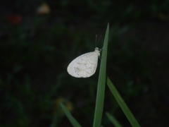 Leptosia nina niobe