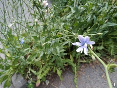 Cichorium intybus