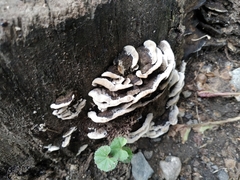Trametes versicolor