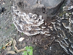 Trametes versicolor