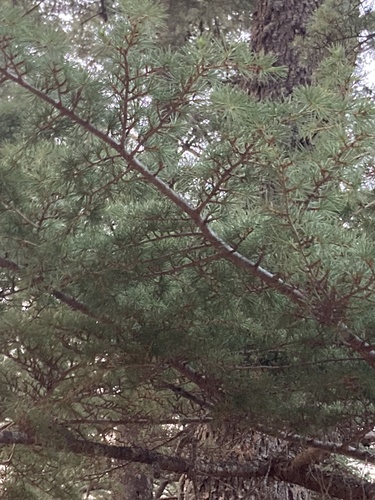 Image of Cedrus libani by no rights reserved