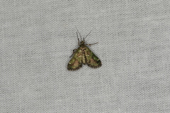 Arescoptera haplocala