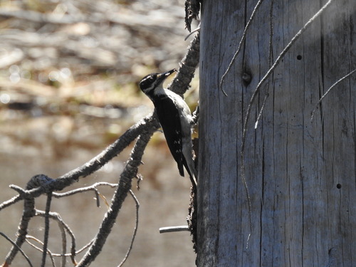 iNaturalist observation photo of Hairy Woodpecker