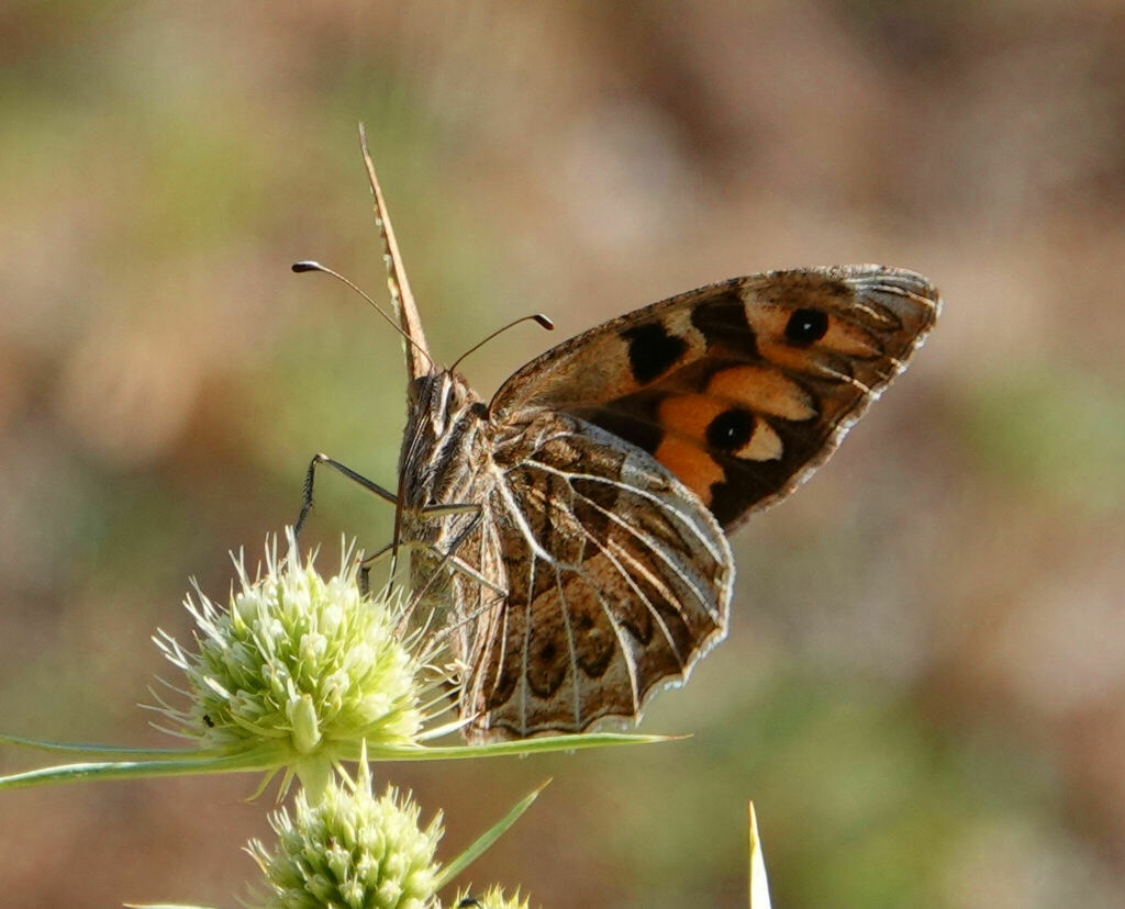 Chazara prieuri