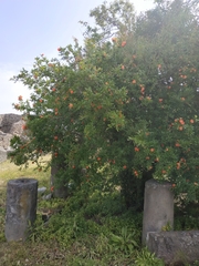 Punica granatum