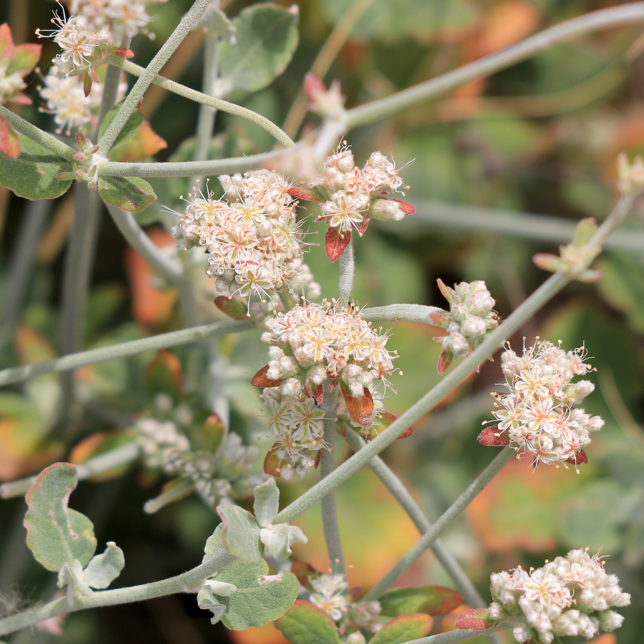 Eriogonum cinereum