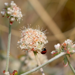 Eriogonum cinereum