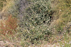 Eriogonum cinereum