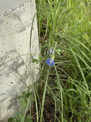Image of Ipomoea barbatisepala by (c) CK2AZ, some rights reserved (CC BY)