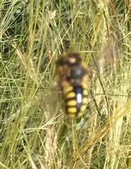 Anthidium florentinum