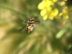 Anthidium florentinum