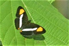 Adelpha syma