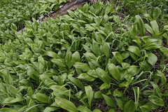 Allium ochotense