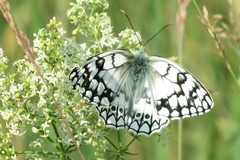 Melanargia russiae