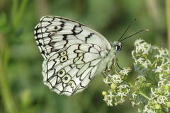 Melanargia russiae