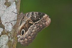 Caligo beltrao