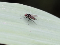 Limnophora obsignata