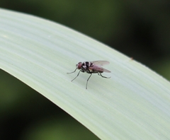 Limnophora obsignata