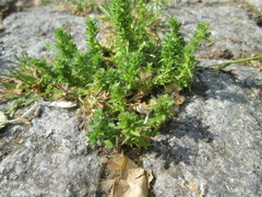 Veronica arvensis