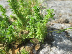 Veronica arvensis
