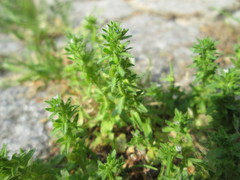 Veronica arvensis