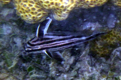 Pareques acuminatus