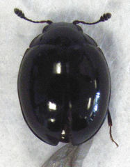 Cyclaxyra politula