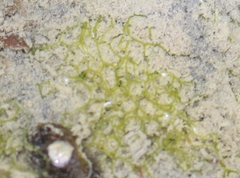 Hydrodictyon reticulatum