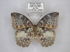 Bebearia mandinga beni