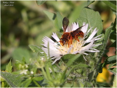 Rhodanthidium sticticum