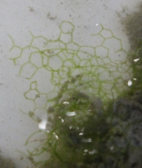 Hydrodictyon reticulatum