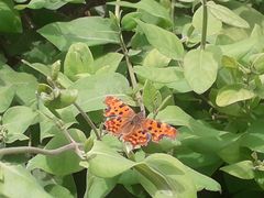 Polygonia c-album