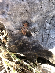 Ammotrechidae