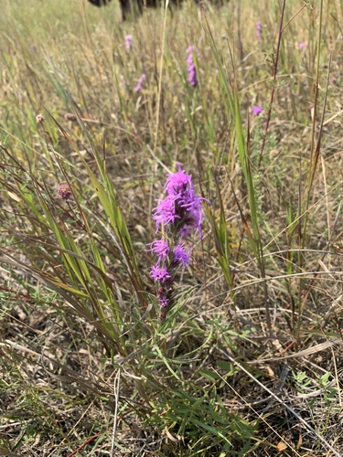dotted gayfeather