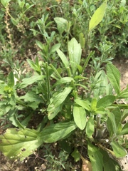 Silene gallica